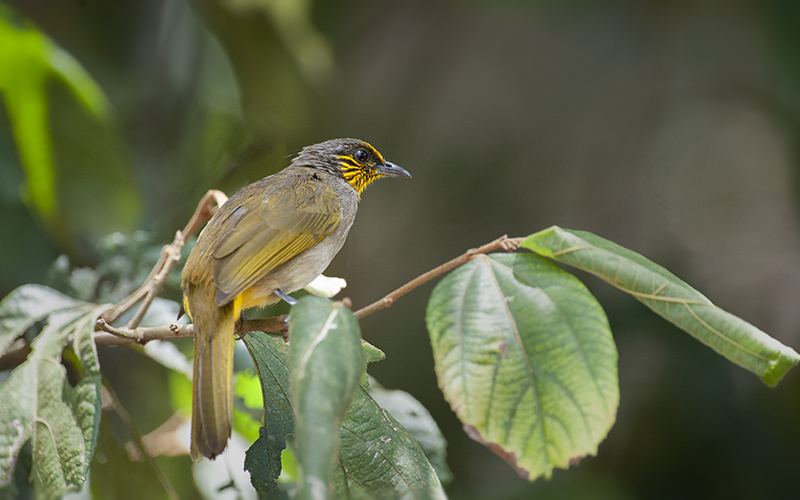 Stripe-throated Bulbul (Pycnonotus finlaysoni) at Cat Tien Bird Hides - Southern Vietnam. Photo by: Bui Duc Tien - Vietnam Bird Photography Tours - Vietbirdphototours.com